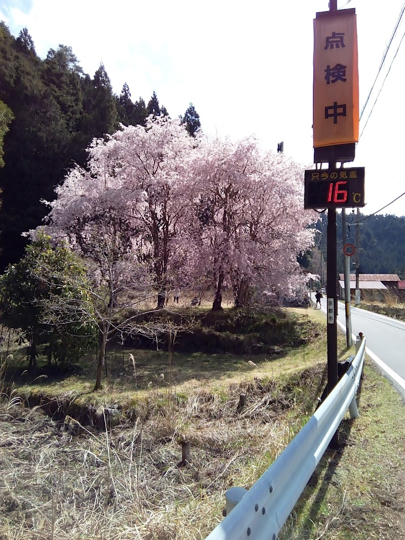 木屋谷の枝垂れ桜