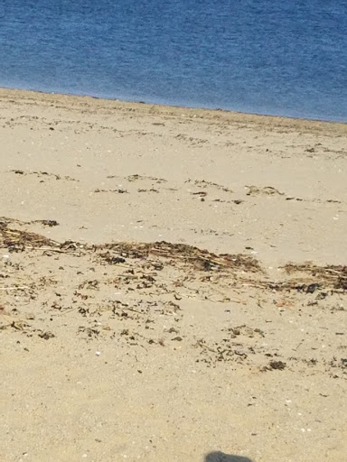 Park «Joe Moakley Park», reviews and photos, 1005 Columbia Road, Boston, MA 02127, USA