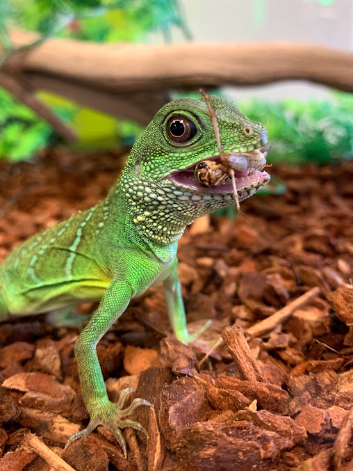 Reviews Las Vegas Fish & Reptiles (Fish Shop) in Nevada