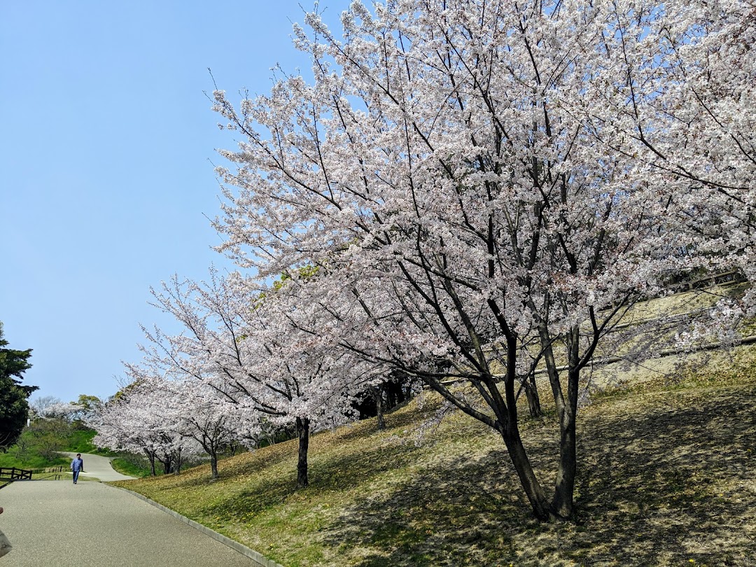 桜の半島