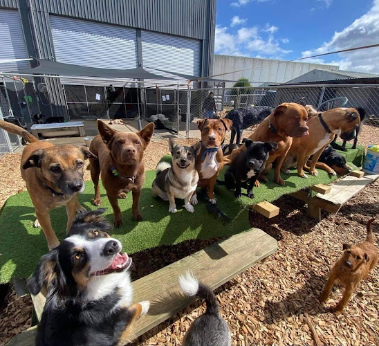 Reviews of Klipped in Whangarei - Dog trainer