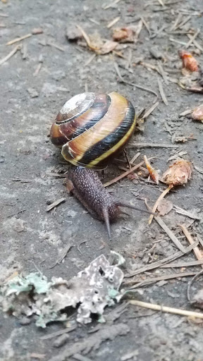 Park «Powell Butte Nature Park», reviews and photos, 16160 SE Powell Blvd, Portland, OR 97236, USA