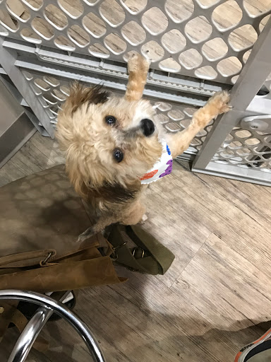 Pet Store «Whisker Bones Supply Co.», reviews and photos, 138 N Main St, Edwardsville, IL 62025, USA