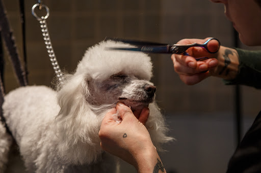 Dog Save The Queen Pet Groomers