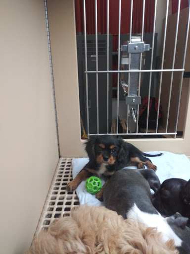 Pet Store «Petland», reviews and photos, 10289 Ulmerton Rd, Largo, FL 33771, USA