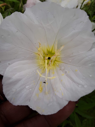 Park «The Crape Myrtle Trails of McKinney», reviews and photos, 6452 Collin McKinney Pkwy, McKinney, TX 75070, USA