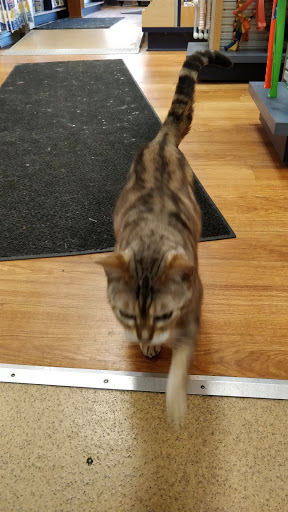 Pet Groomer «Brookline Grooming & Pet Supplies», reviews and photos, 146 Harvard St, Brookline, MA 02446, USA