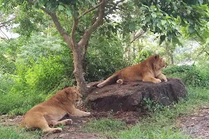 Lion Safari Parks Neyyar image