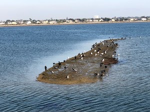 Bolsa Chica Ecological Reserve - photo 5