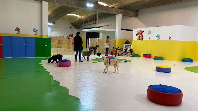 Dogga Academy for Dogs - Treino de cães