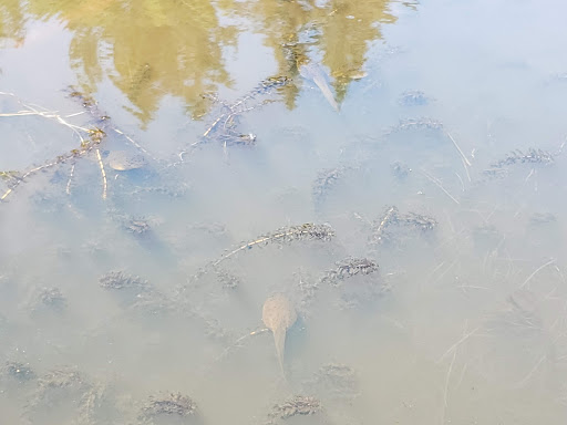 Golf Club «Stone Creek Golf Club», reviews and photos, 14603 S Stoneridge Dr, Oregon City, OR 97045, USA