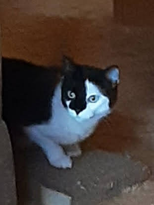 Pet Supply Store «Western Ranch & Pet Supply», reviews and photos, 103 Aegean Way, Vacaville, CA 95687, USA