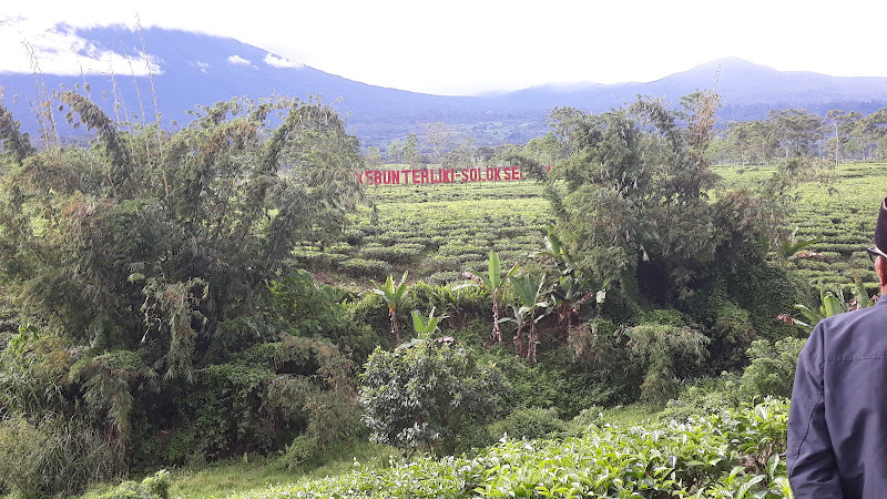 Kebun Teh Liki