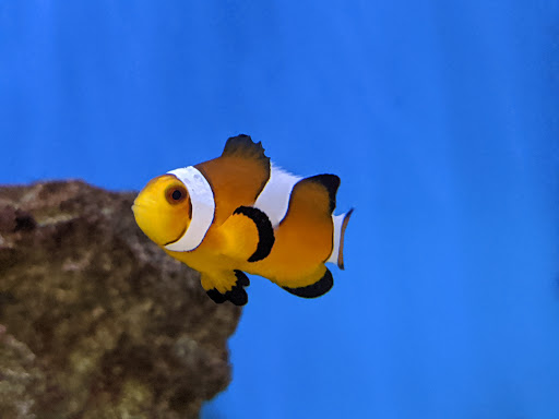 Pet Supply Store «Petco Animal Supplies», reviews and photos, 298 Spring Creek Drive, Franklin, TN 37067, USA