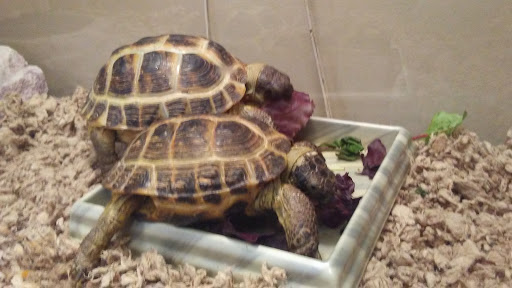 Pet Store «Pet Paradise», reviews and photos, 35535 Euclid Ave # 10, Willoughby, OH 44094, USA