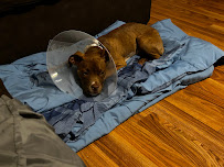 PETS Emergency Hospital, A Thrive Pet Healthcare Partner