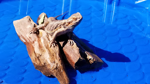 Pet Store «Super Pets», reviews and photos, 1807 E Chapman Ave, Orange, CA 92867, USA