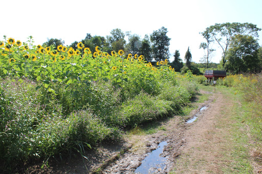 Tourist Attraction «Sussex County Sunflower Maze», reviews and photos, 101 Co Rd 645, Sandyston, NJ 07826, USA