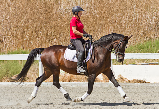 Beare Equestrian Services & Training