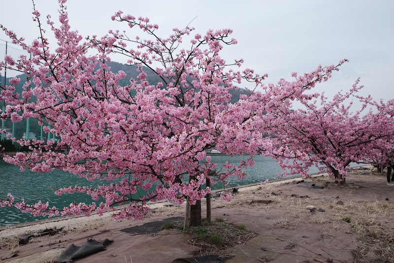 河津桜と八重桜の並木