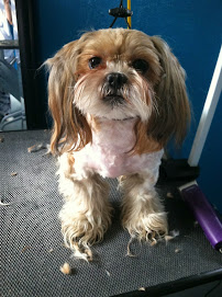 Your Guardian Angel Pet Sitting - Photo 5 - Car repair in Round Lake, IL, Round Lake Beach