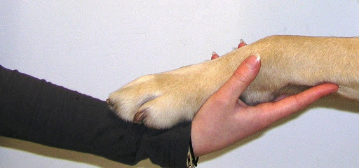 Tierarztpraxis Rheinallee unter Mainz, Rheinland-Pfalz