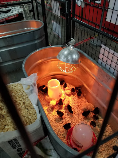 Home Improvement Store «Tractor Supply Co.», reviews and photos, 1714 N Main St, Shelbyville, TN 37160, USA