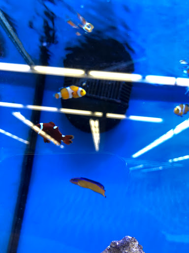 Pet Supply Store «Petco Animal Supplies», reviews and photos, 675 Deis Dr i, Fairfield, OH 45014, USA