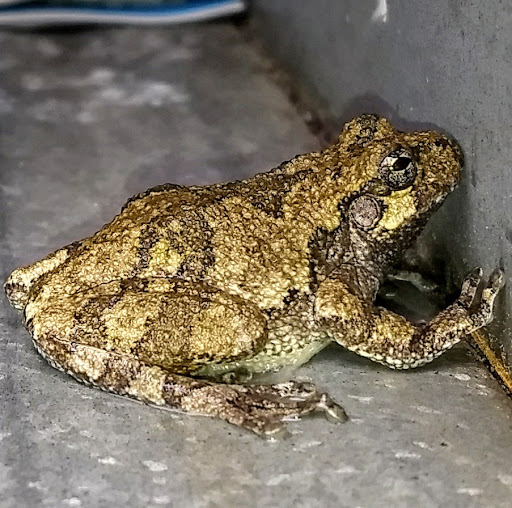 Golf Course «Moss Hill Golf Course LLC», reviews and photos, 3495 McCowans Ferry Rd, Versailles, KY 40383, USA