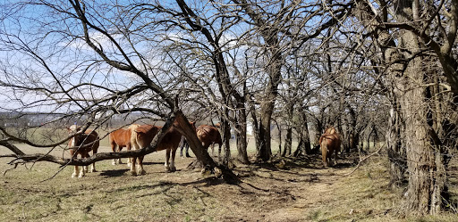 Battle Site «Third Battle of Winchester Battlefield Park», reviews and photos, 541 Redbud Rd, Winchester, VA 22603, USA