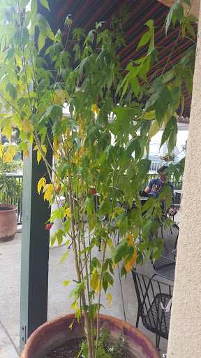 Cafe «Wildflower Cafe», reviews and photos, 121 S E St, Exeter, CA 93221, USA