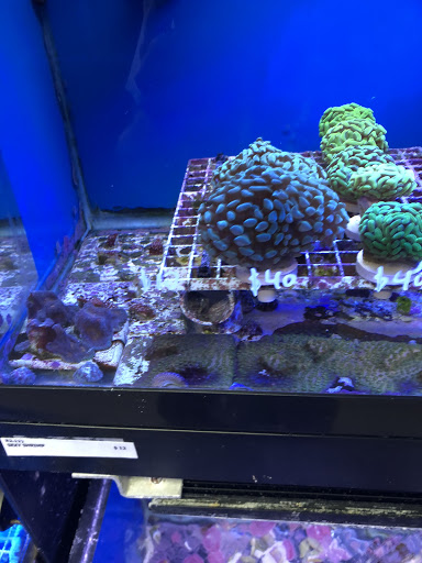 Pet Store «Creative Aquariums of Tampa», reviews and photos, 150 S Dale Mabry Hwy, Tampa, FL 33609, USA