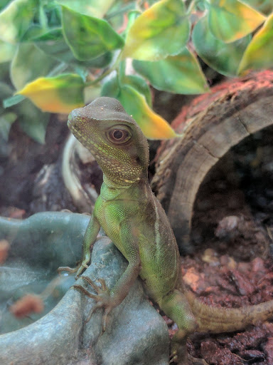 Pet Supply Store «PetSmart», reviews and photos, 7290 W Bell Rd, Glendale, AZ 85308, USA