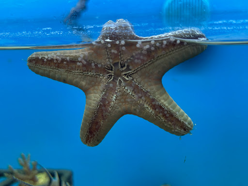 Pet Supply Store «Petco Animal Supplies», reviews and photos, 3000 Gateway St #220, Springfield, OR 97477, USA