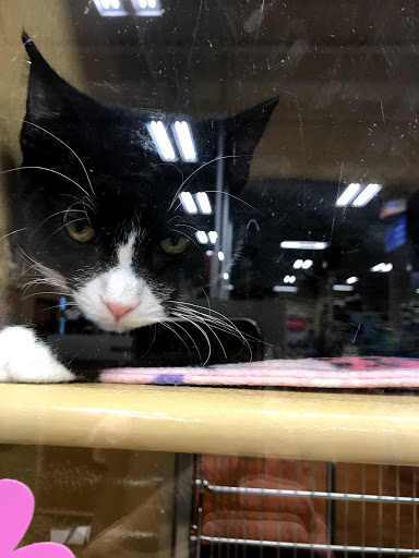 Pet Supply Store «PetSmart», reviews and photos, 157 Levittown Pkwy B, Levittown, PA 19055, USA