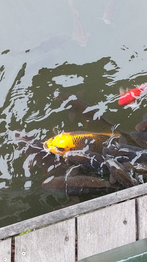 Car Wash «Classic Car Wash», reviews and photos, 981 E Hamilton Ave, Campbell, CA 95008, USA