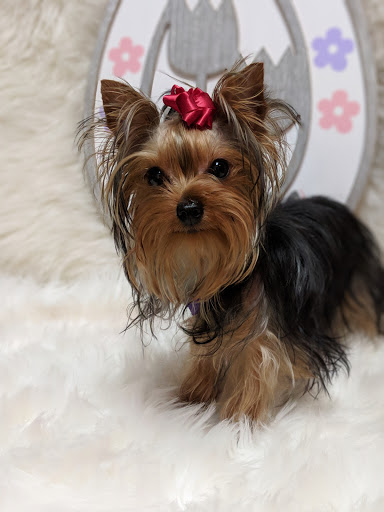 Pet Groomer «Glamour Pooch / Grooming Boutique», reviews and photos, 1590 Lomaland Dr, El Paso, TX 79935, USA