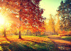 Autumn Tree, Lawn & Landscape logo