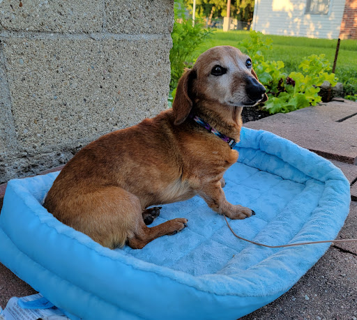Cozy Critters Grooming