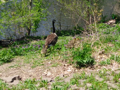 Park «Lake Shore Park», reviews and photos, 9610 E Shore Dr, Oak Lawn, IL 60453, USA