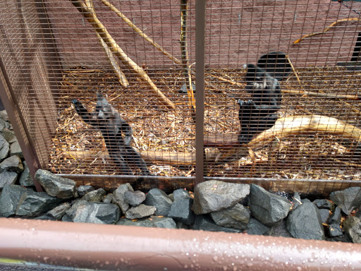 Zoo «Lake Superior Zoo», reviews and photos, 7210 Fremont St, Duluth, MN 55807, USA