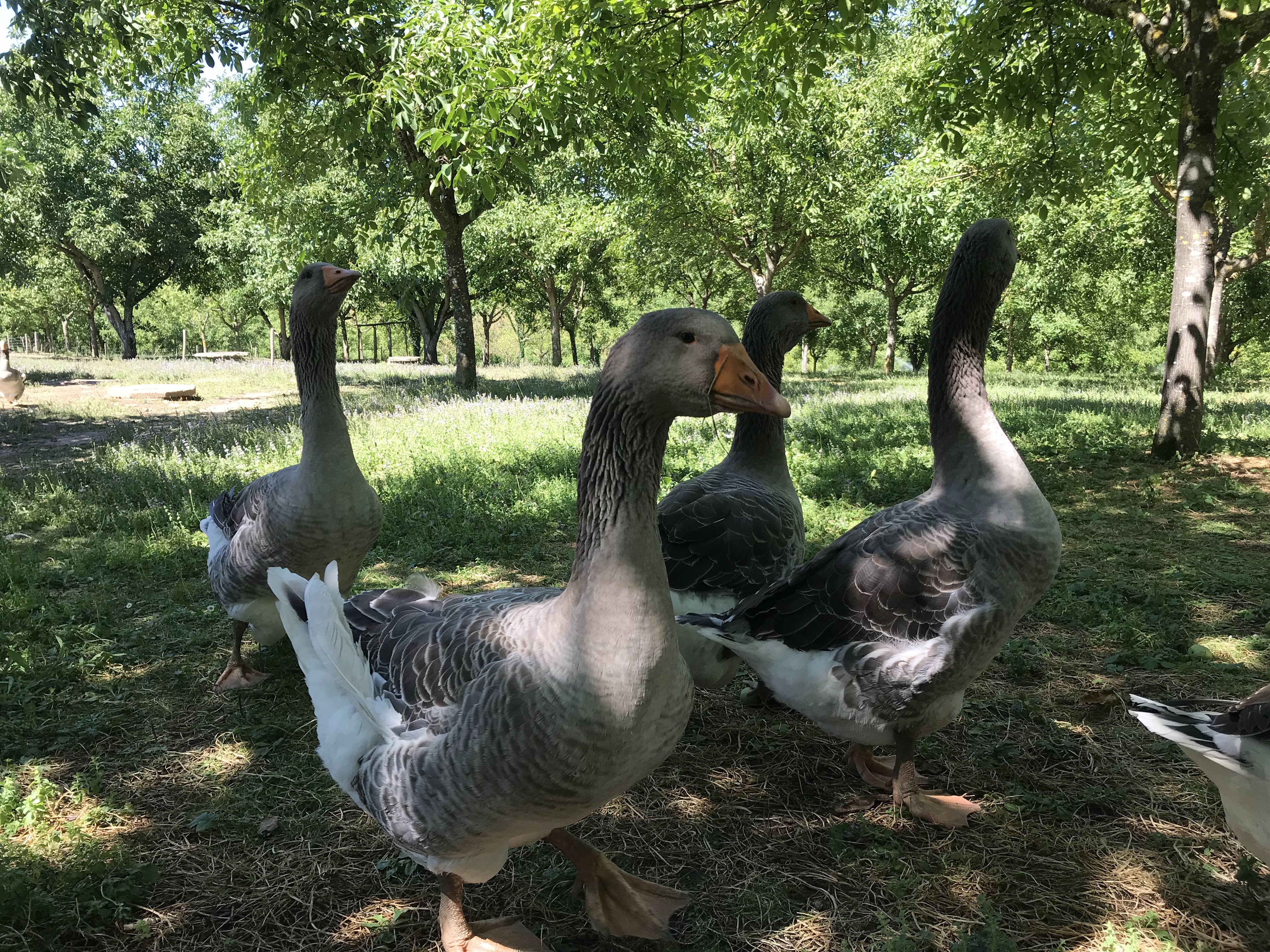 Photo n° 4 de l'avis de Serge.R fait le 11/07/2018 à 16:08