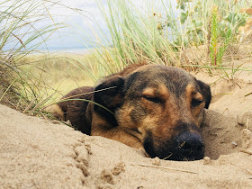 Greenway Veterinary Acupuncture