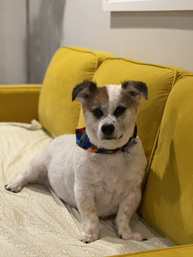 Pet Supply Store «Petapoluza Pet Supply & Grooming», reviews and photos, 114 N 36th St, Seattle, WA 98103, USA