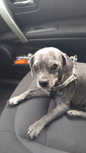 Pet Store «Abrams and Weakley General Store for Animals», reviews and photos, 3963 N 6th St, Harrisburg, PA 17110, USA