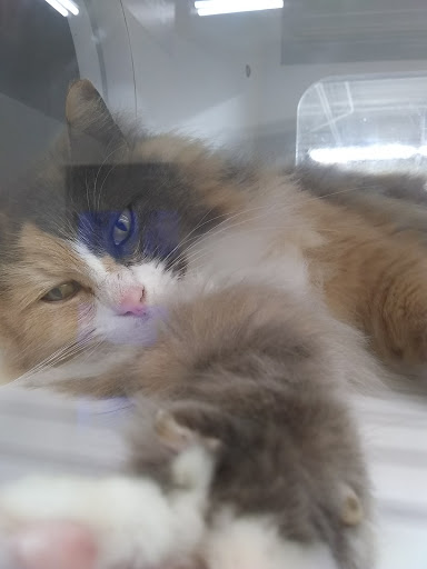 Pet Supply Store «Pet Supplies Plus», reviews and photos, 3701 S Orlando Dr, Sanford, FL 32773, USA