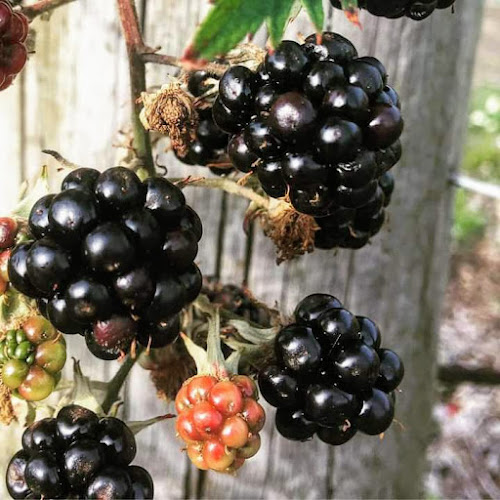 Opinii despre Oak River Farm în Ribe - Catering