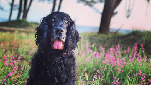 Clínica Veterinaria Peluxa en Pontevedra