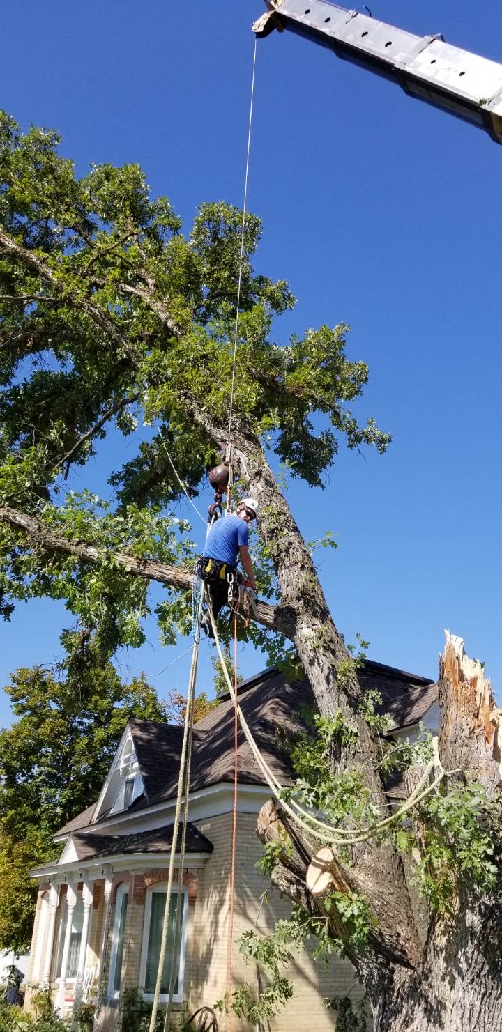 Arbor Care