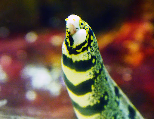 Aquarium «Greater Cleveland Aquarium», reviews and photos, 2000 Sycamore St, Cleveland, OH 44113, USA